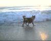 Tom on the beach