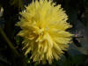 yellow flower