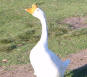 goose 1