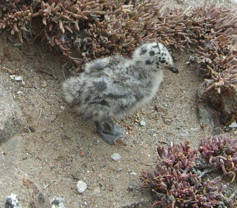 chick1